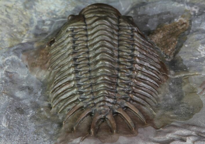 Rare Crotalocephalus Trilobite - Jorf, Morocco #65366
